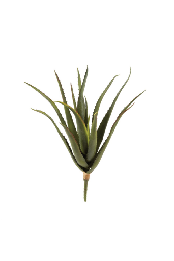 Aloe Stem